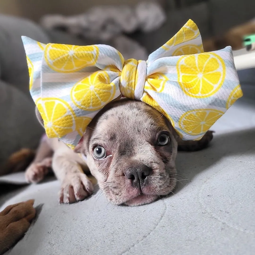 Frenchiestore Pet Head Bow | Lemonade