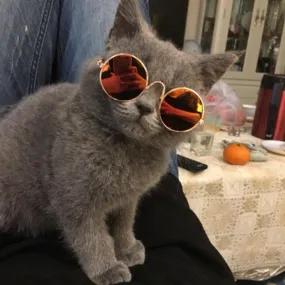 Pet Sunglasses